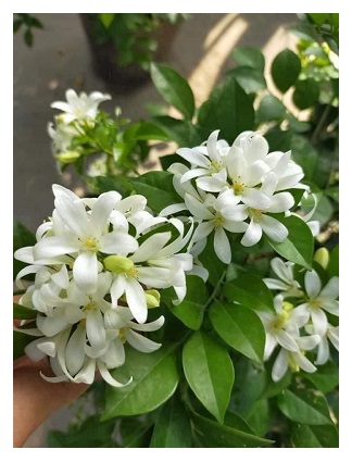 hoa-nguyet-que