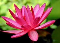 TIỂU THUYẾT LỊCH SỬ CỦA PHÙNG VĂN KHAI