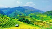 ĐỨC THÁNH CHỬ ĐỒNG TỬ VÀ LỄ HỘI ĐA HÒA