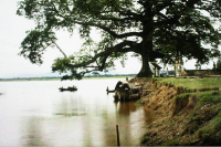 CÂY BẦN GIÀ BẾN SÔNG CŨ