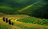 NẤU CƠM THI