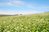 KIỀU MẠCH TRẮNG