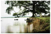 CÂY BẦN GIÀ BÊN SÔNG