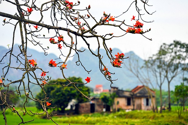 CÂY GẠO THẦN NÔNG