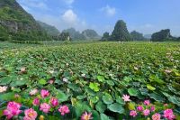 CHÙM THƠ MÙA HẠ
