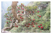 ĐỖ QUYÊN ĐỎ