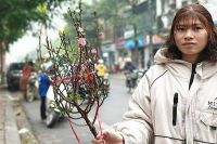 CÀNH ĐÀO PHIÊN CHỢ CUỐI NĂM