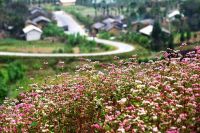 MÙA HOA TAM GIÁC MẠCH