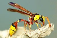 CÔ THỢ GỐM ĐÁNG YÊU