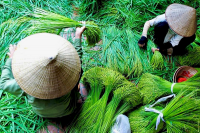 CỐM VÒNG