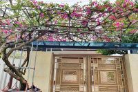 CHUYỆN DƯỚI GIÀN BÔNG GIẤY