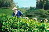 NGƯỜI ĐÀN BÀ HÁT RU