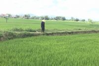 CHIẾC NHẪN MẶT NGỌC