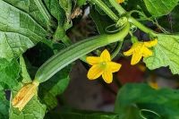 HOA MƯỚP CUỐI MÙA