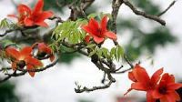PHẠM VĨNH CƯ GIỚI THIỆU THƠ BẢO NGỌC